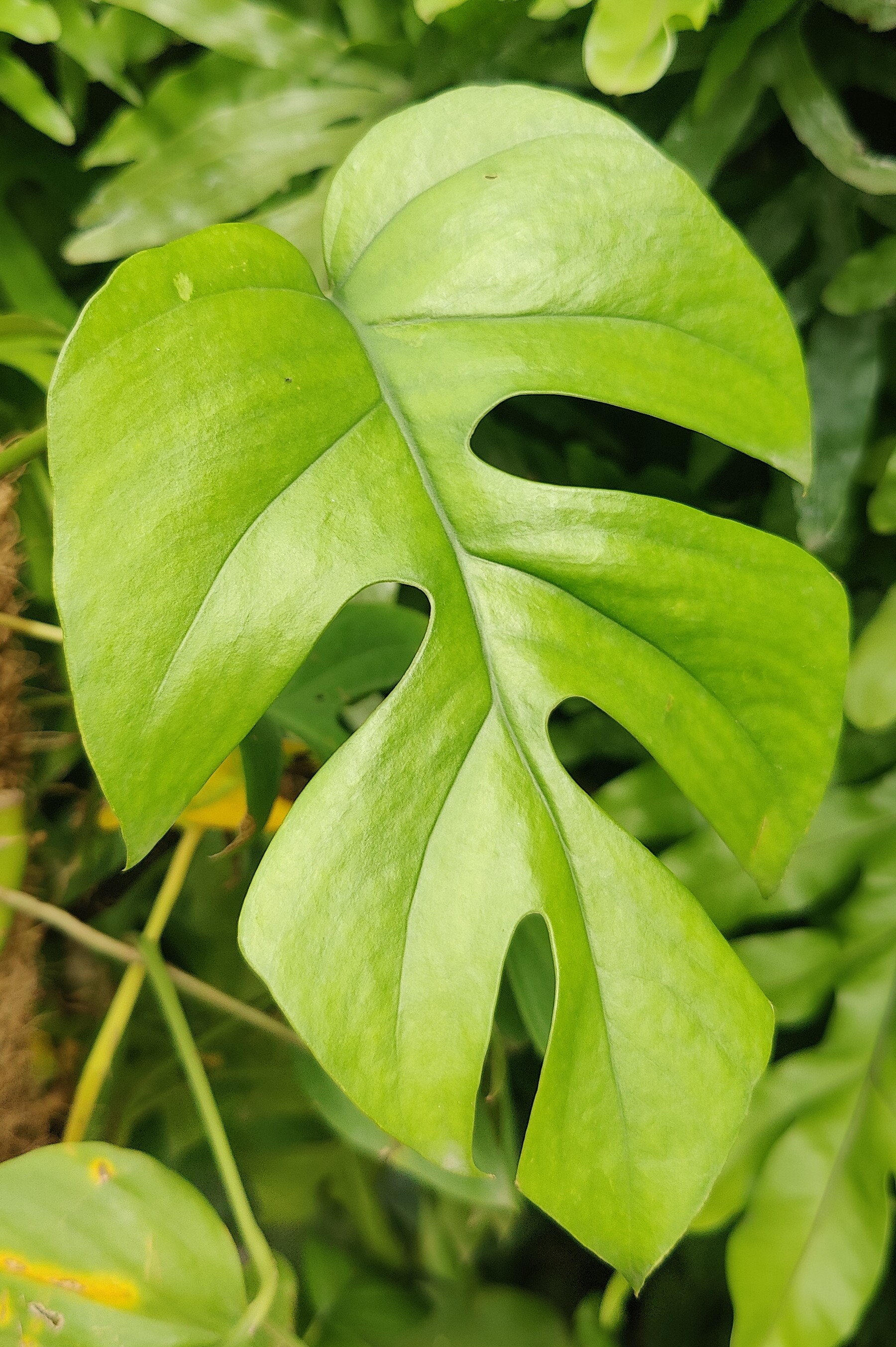 Mini Monstera (Rhaphidophora)